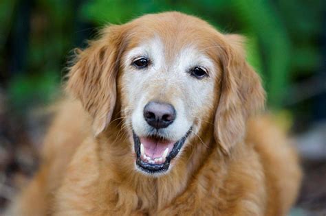 Senior dogs. Things To Know About Senior dogs. 